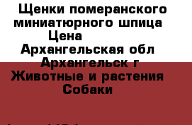 Щенки померанского миниатюрного шпица › Цена ­ 15 000 - Архангельская обл., Архангельск г. Животные и растения » Собаки   